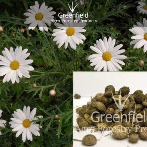 White akarkara medicinal seeds ( spilanthes acmella )